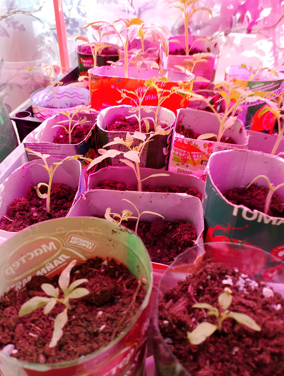 Фото автора. Моя рассада.