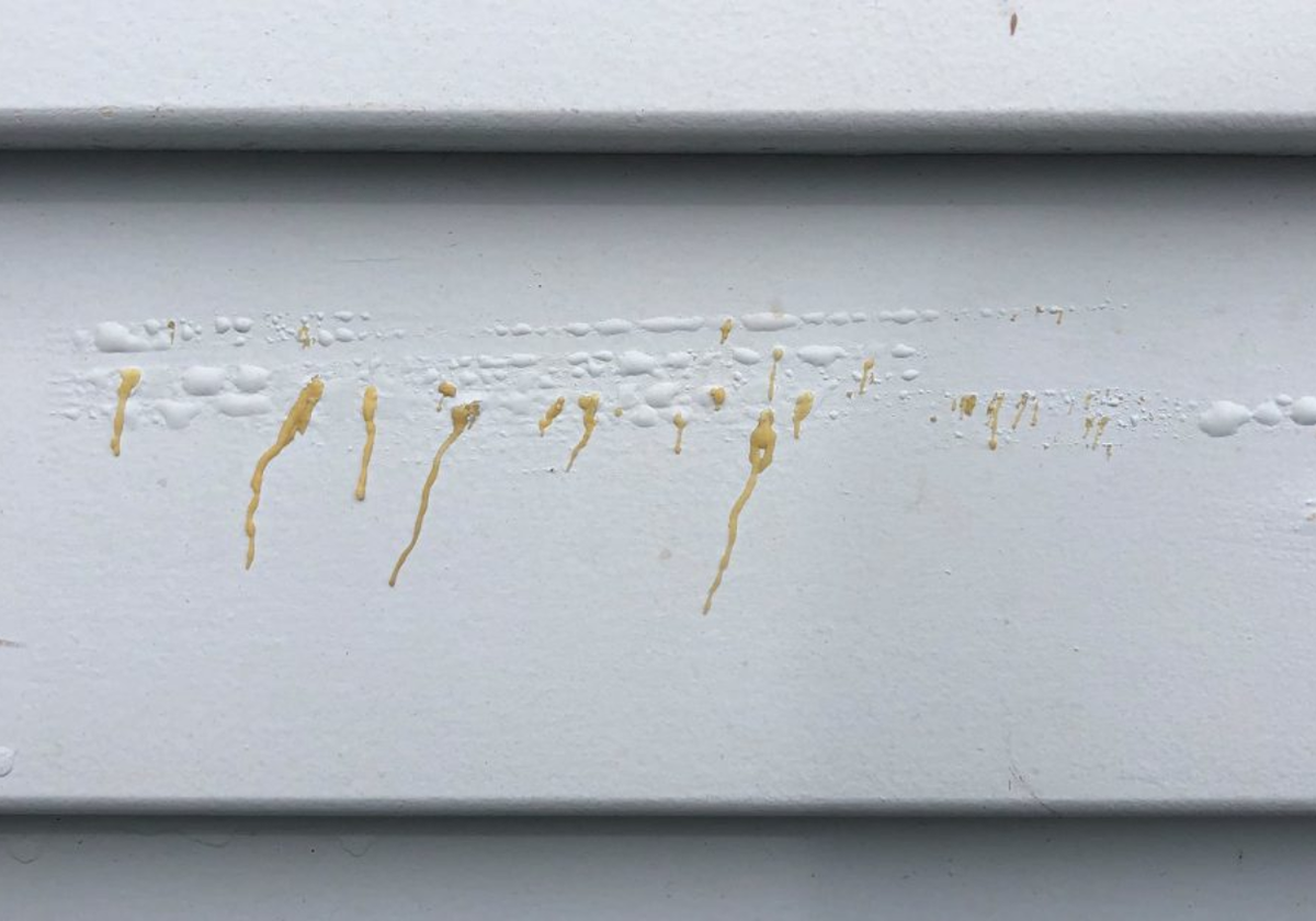 Смола и танин древесины, проступившие на поверхности финишного покрытия