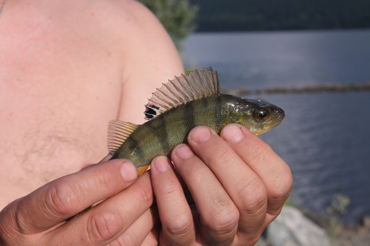 Красивый рыб))) Фото автора