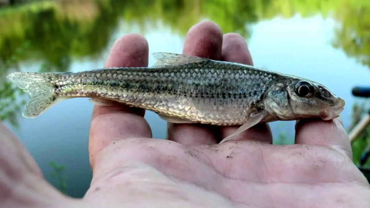 Северокавказский длинноусый пескарь.