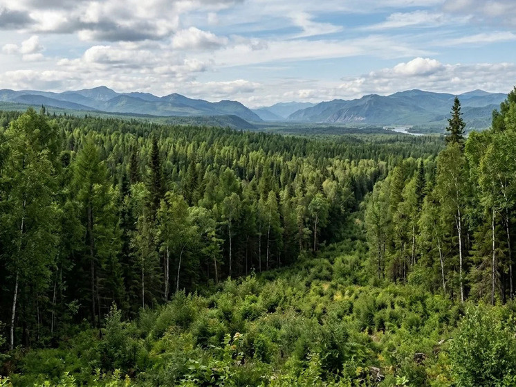     В Хабаровском крае лесопользователь устранил нарушения по требованию прокурора. Фото: Сгенерировано Gemini.com