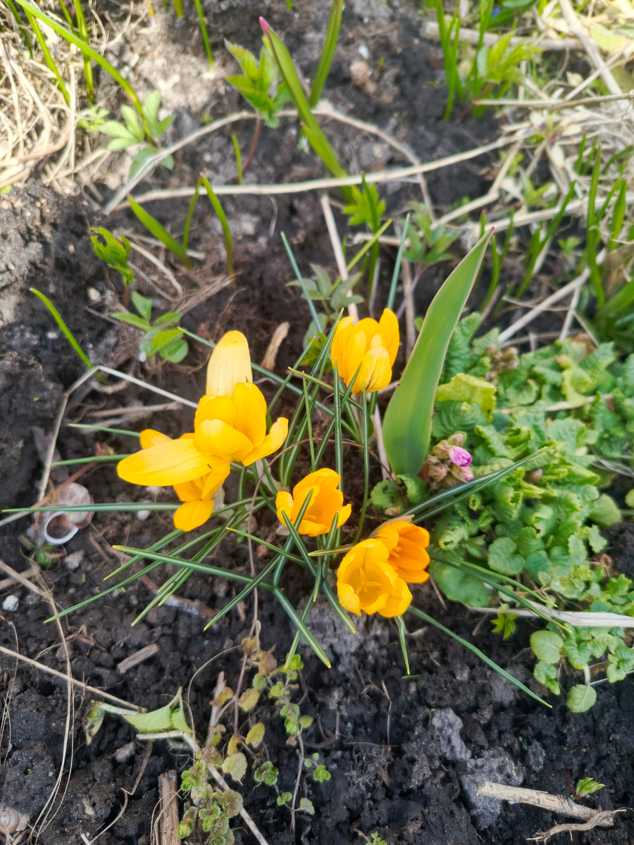 желтые крокусы