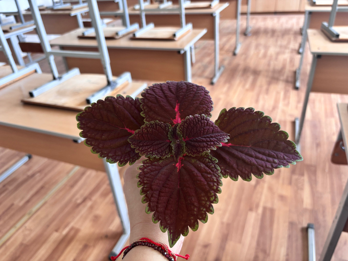 Учитель биологии поделилась со мной колеусами