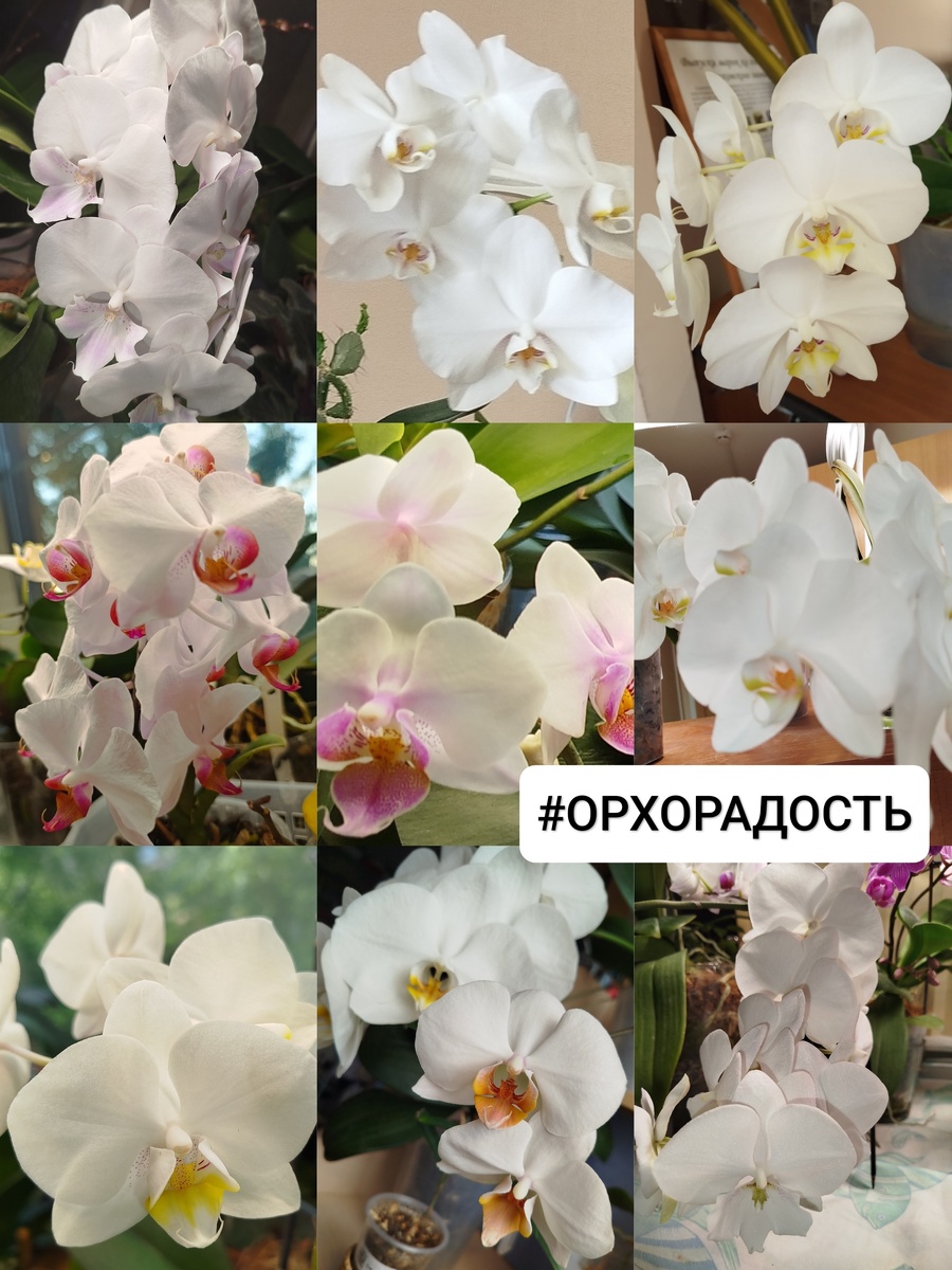 Белые орхидеи моего орхосадика