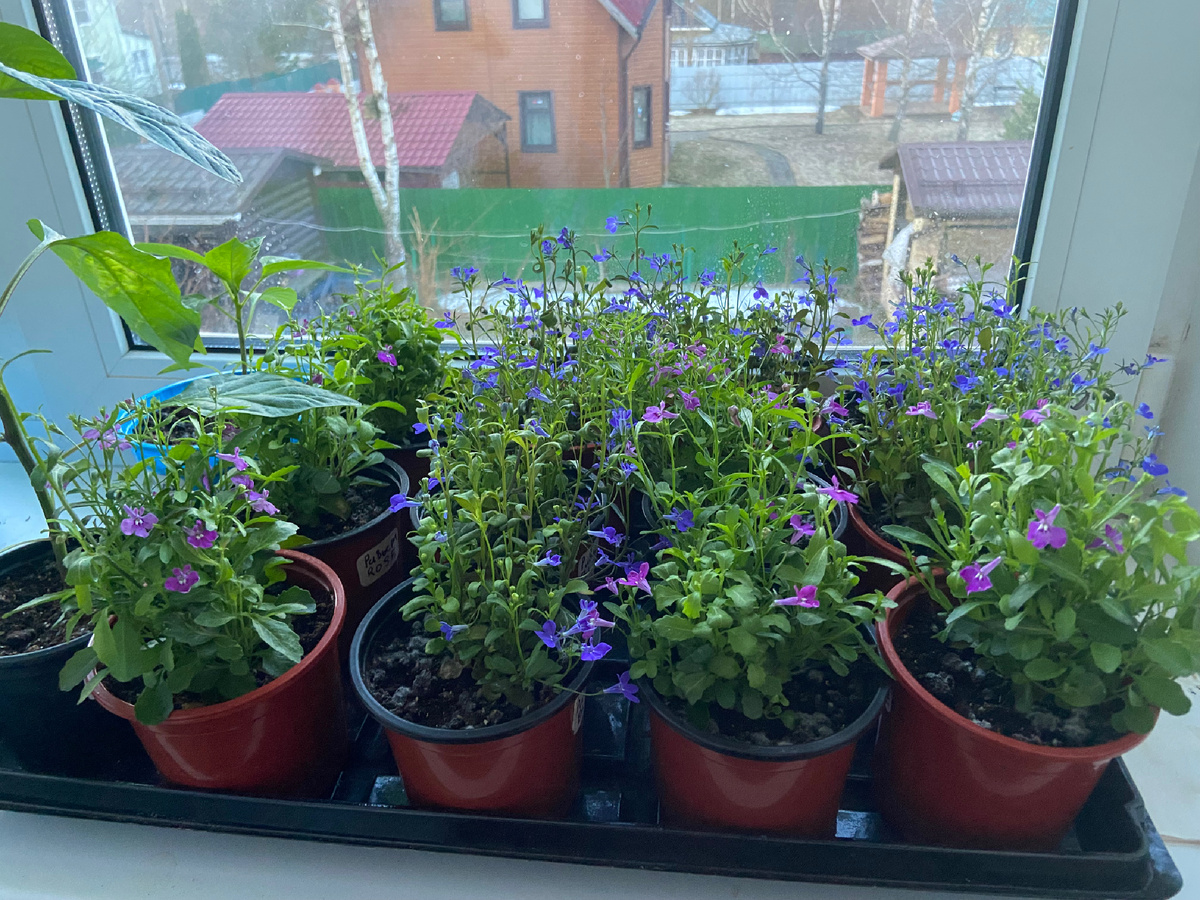 Лобелия во всю цветет 🌺