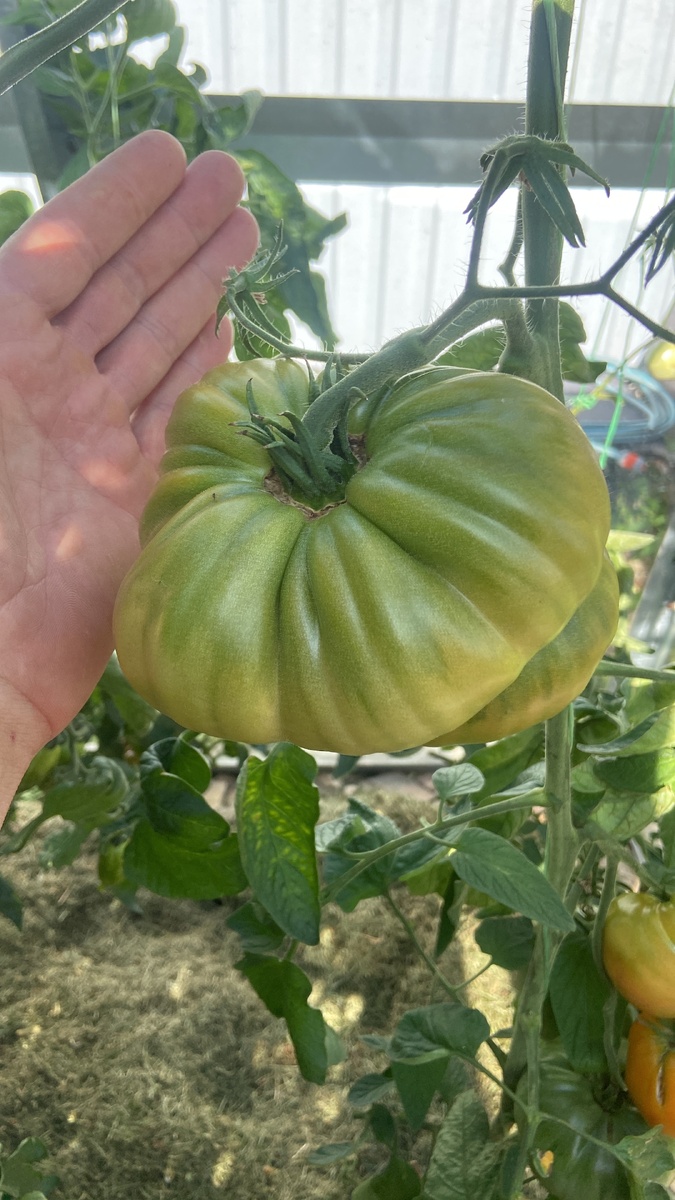 Гном Ферковай сажаю каждый год, ни как не могу довести до 1 кг, последний результат 915 грамм ))