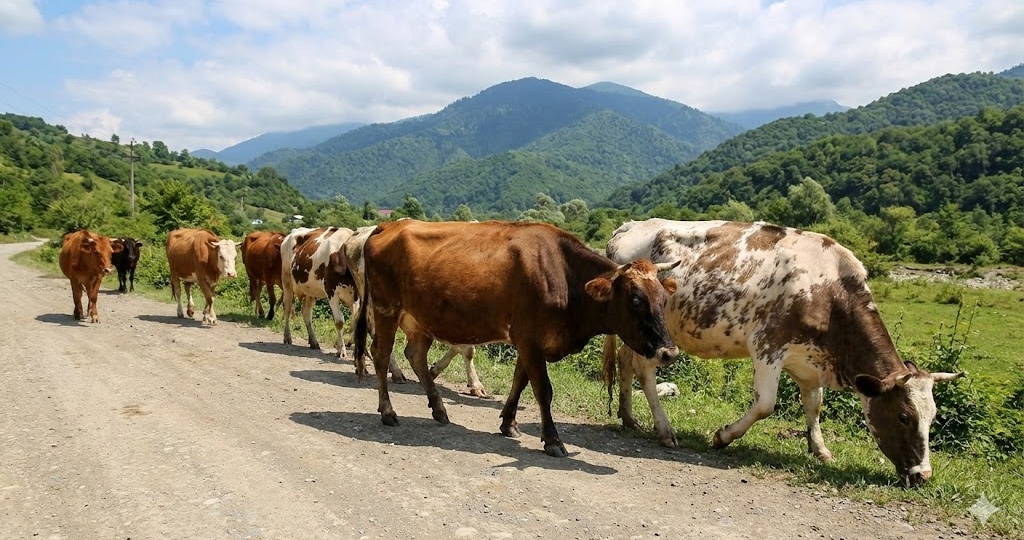 Куда вложить 100 000 рублей в Абхазии, чтобы они работали: честный расчет на телятах, птице и зелени