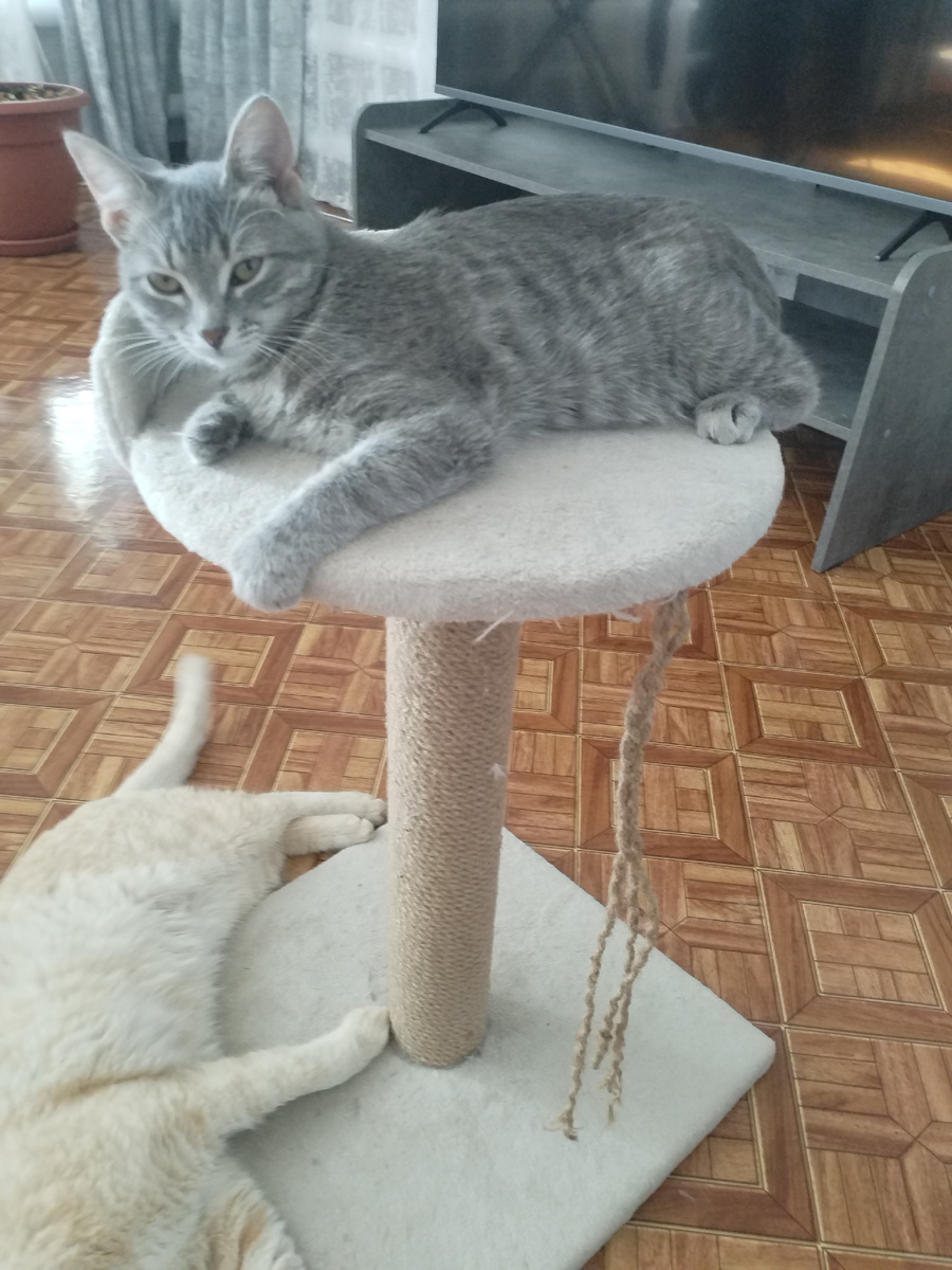 Моя Муська.