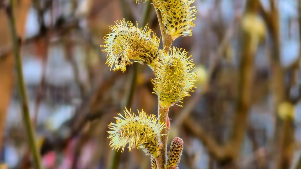"Ветвь вербы нежно расцвела