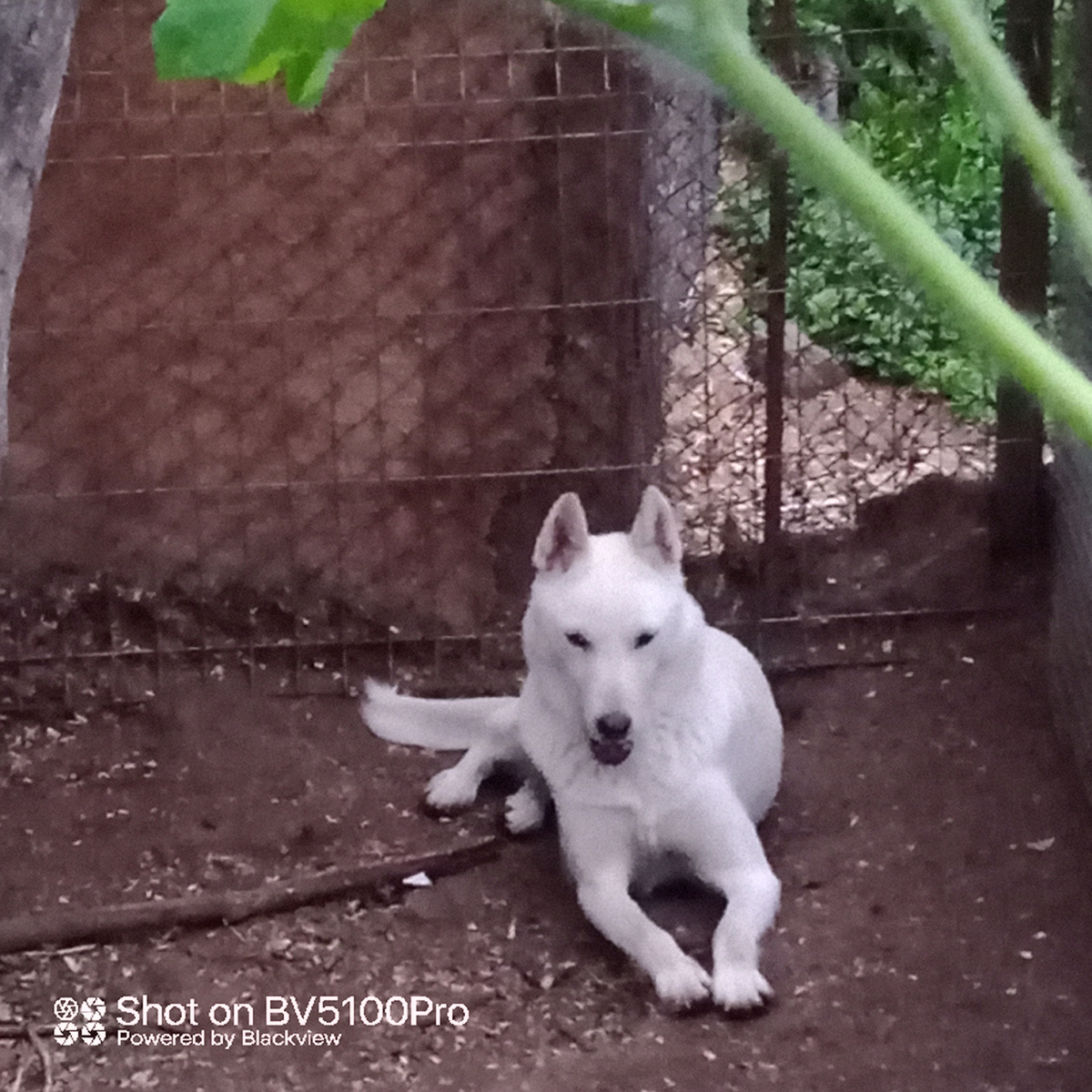 Западносибирская лайка бело-серого окраса