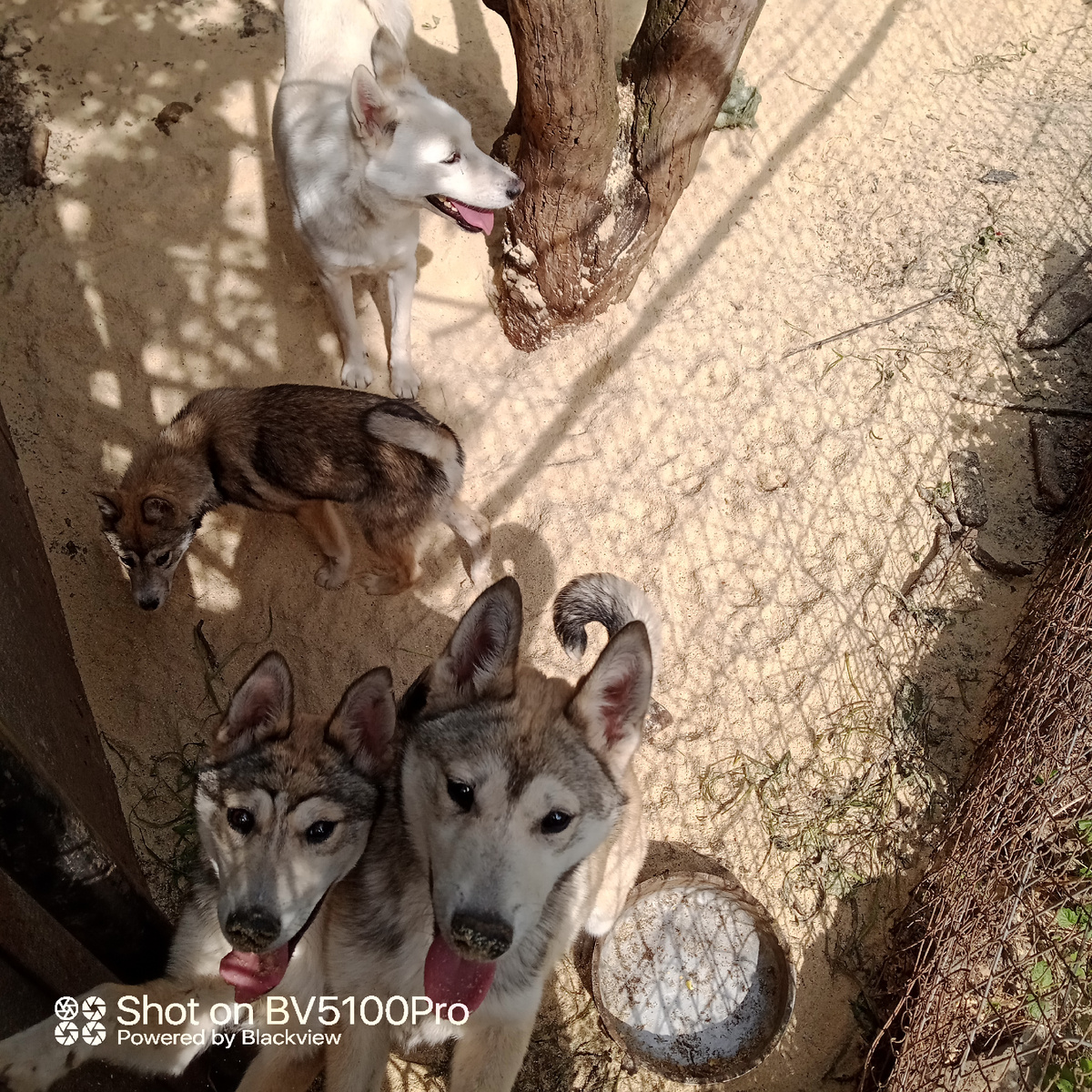 Тяга к общению у щенков лайки светится в глазах