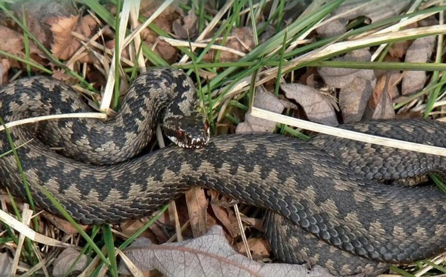 В Курской области просыпаются ядовитые змеи
