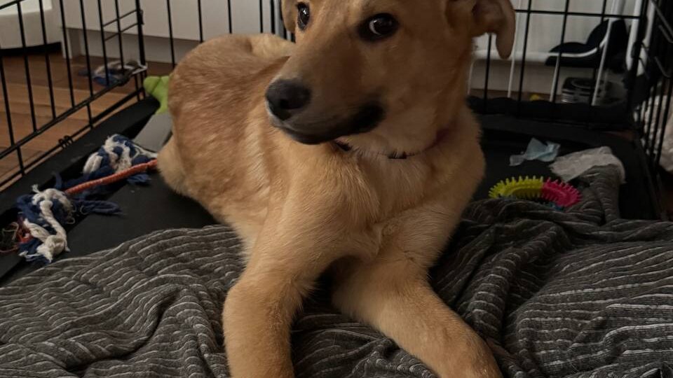 Мы просто хотели щенка. А нашли его на грани гибели. История Персика.