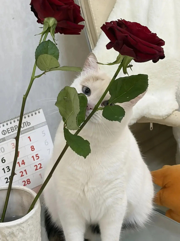     Фото: сообщество «деревня Плетенёвка»