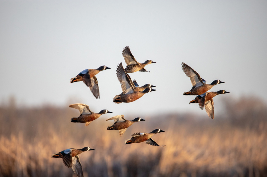    Shutterstock/FOTODOM