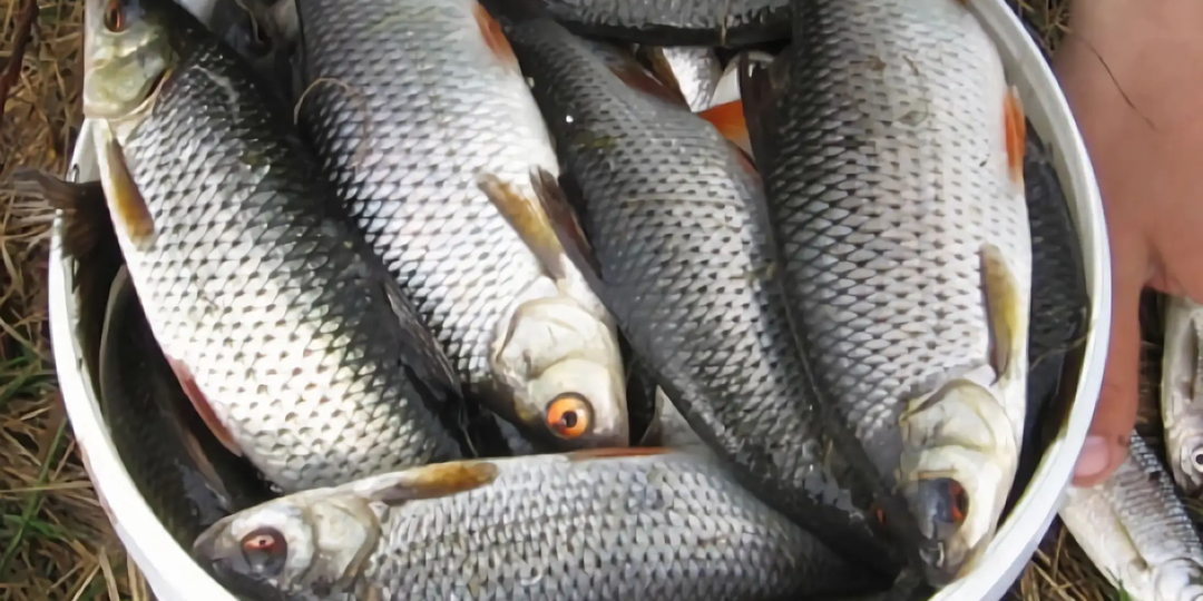 Апрельская плотва на поплавочную удочку