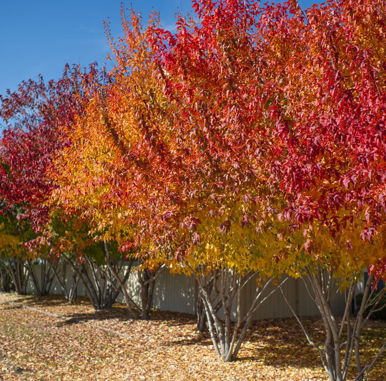 клен Гиннала зимует в любом регионе прекрасно