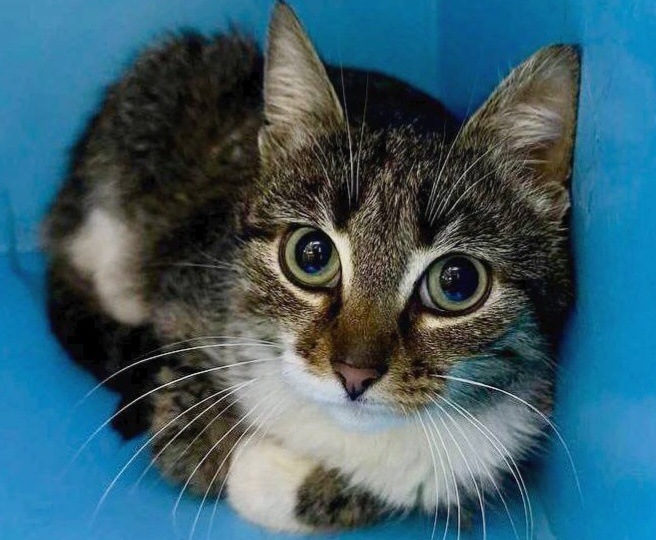 Кошечке Рите очень нужен дом! Москва, МО