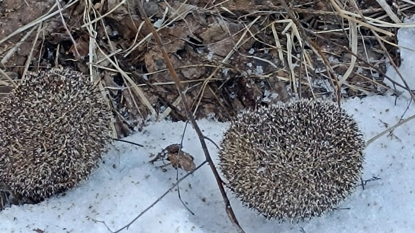    Госохотинспекция Владимирской области