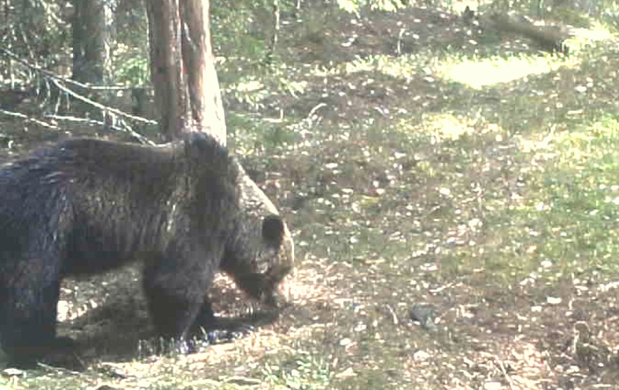 Медведь Пятнашка у фотоловушки в апреле 2025 года.