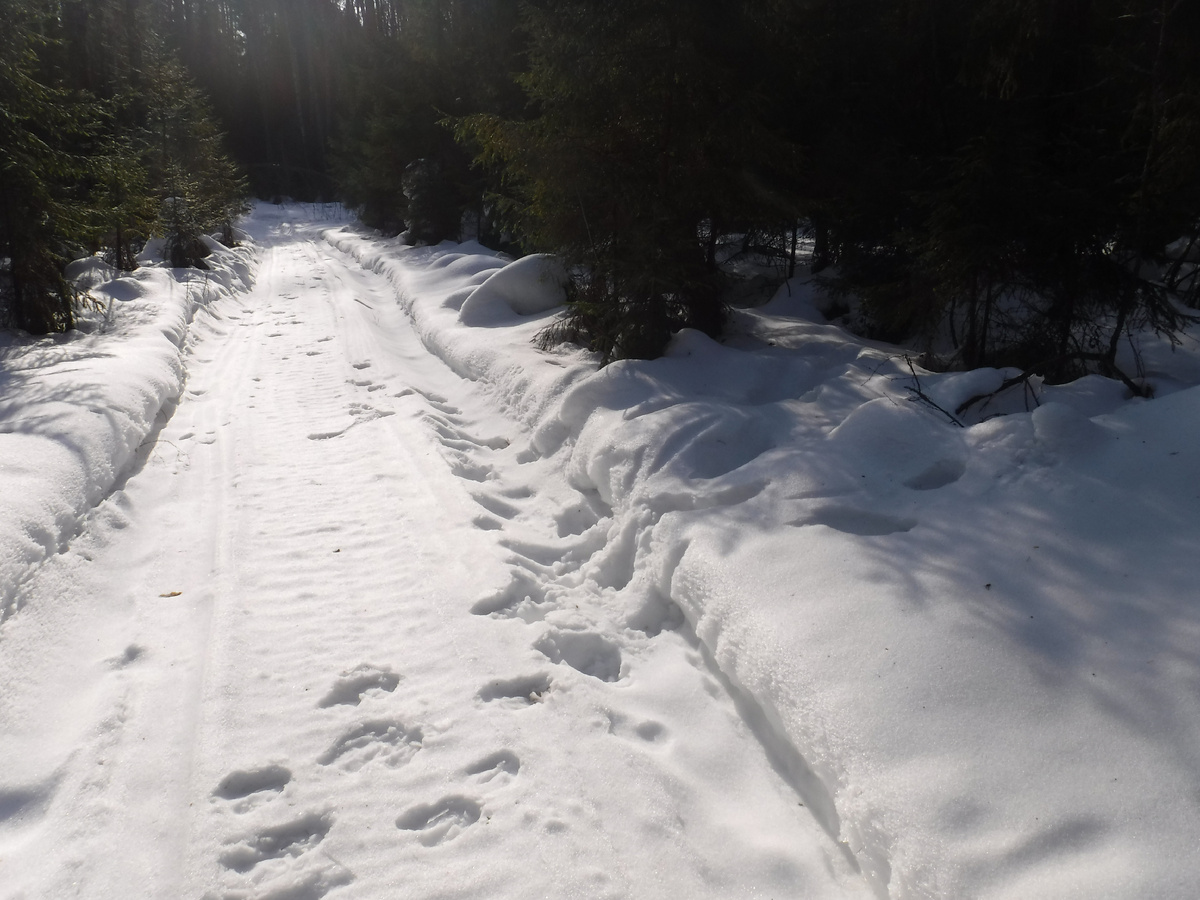 Лесная дорога 11 марта. Следы лосей.