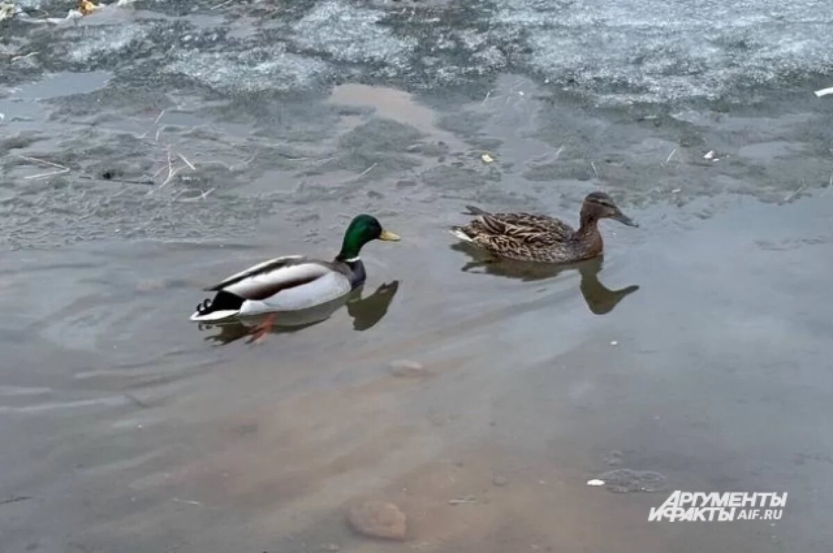    В Татарстане открылась охота на селезней с манными утками