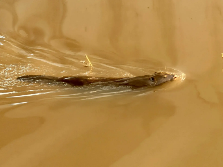    В Новоорском районе заметили бобров Оренбуржье