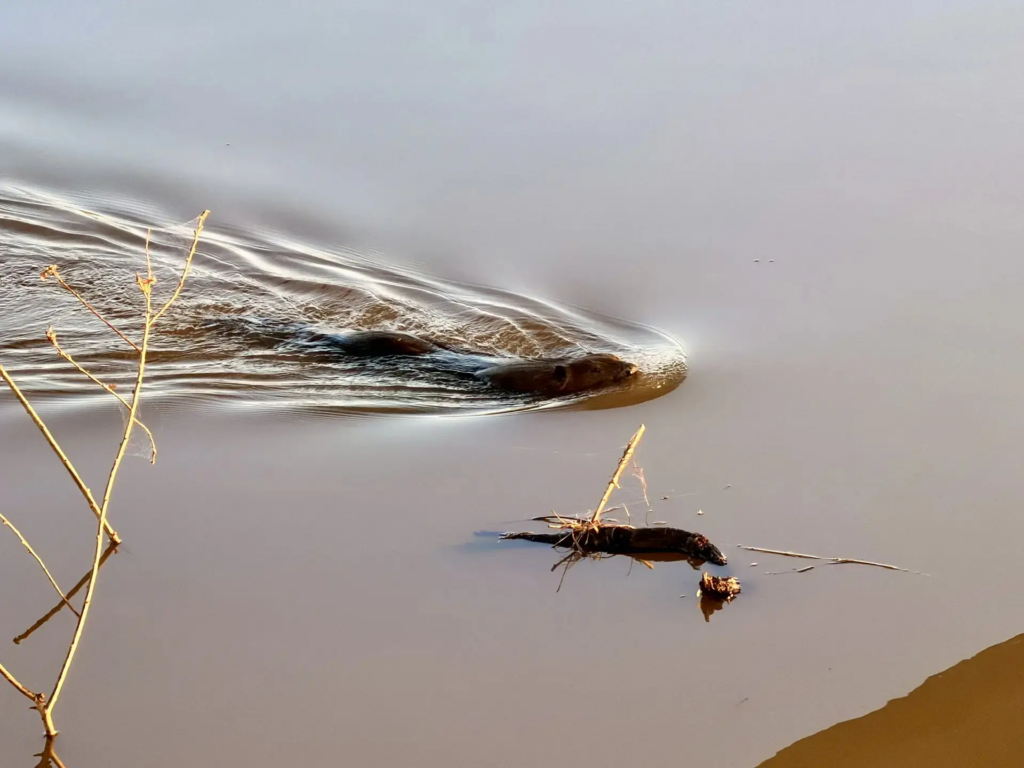     В Новоорском районе заметили бобров Оренбуржье
📷    В Новоорском районе заметили бобров Оренбуржье
