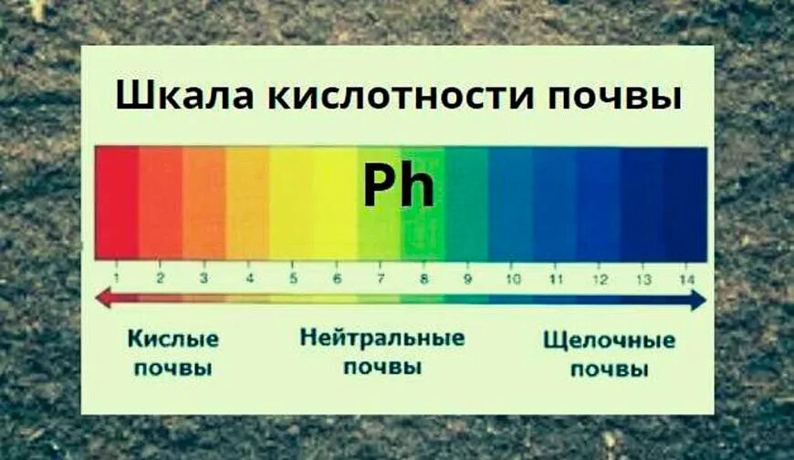 шкала кислотности почвы