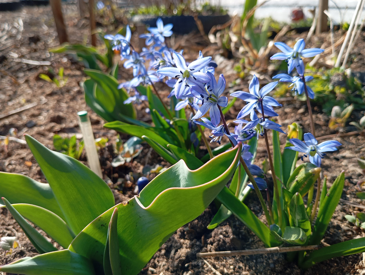 Сцилла очень любит цвести в солнечную погоду. Ночью и в пасмурные дни она стоит в полузакрытом состоянии и больше похожа на колокольчики, как например сегодня. А на фото: сцилла вчера на солнышке.