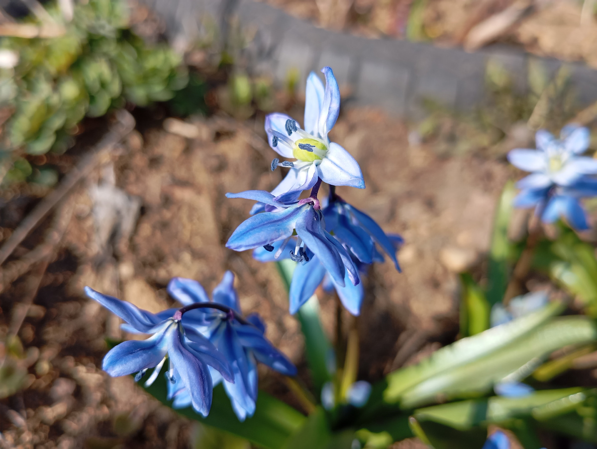 Сцилла сибирская: на одном цветоносе обычно выдаёт от одного до четырёх цветочков