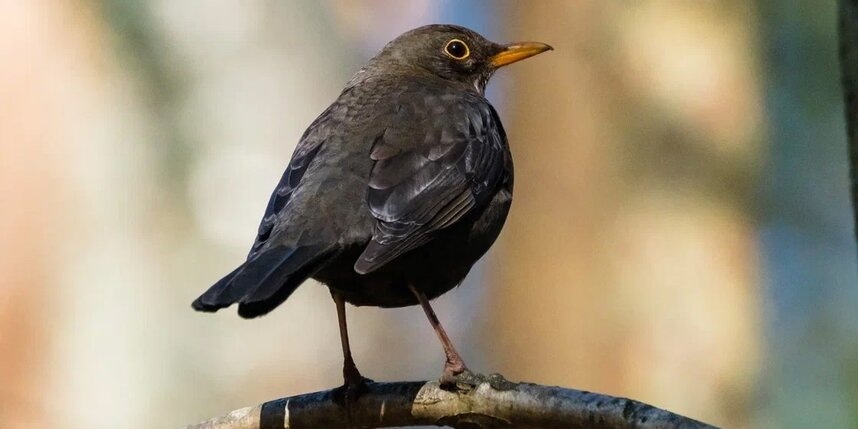    Алёна Бобрович