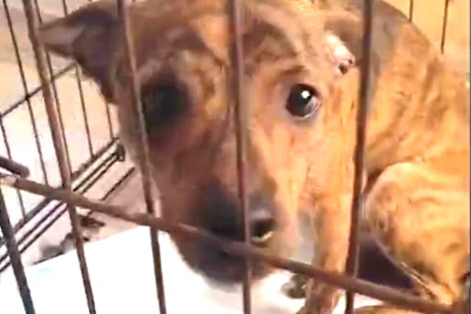    Скриншот видео приюта для животных "Догшанс"