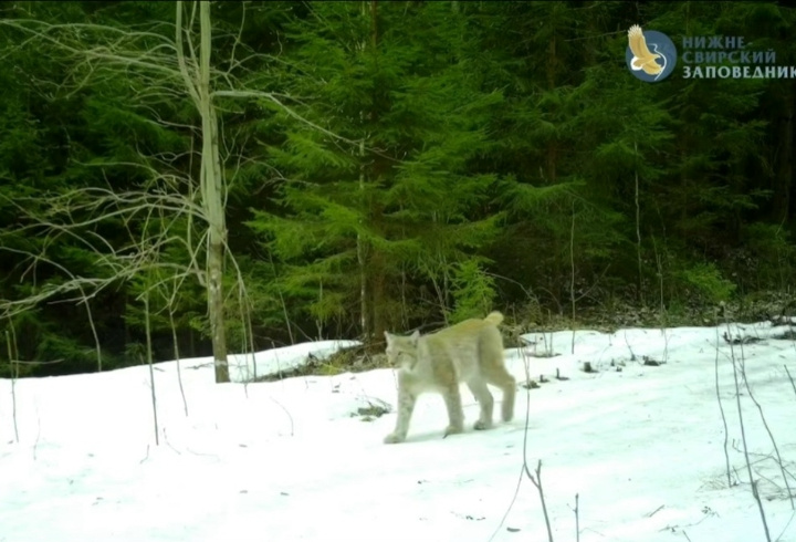 фото: Нижне-Свирский заповедник
