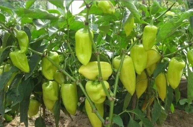 Формировка перца в 3 ствола. Фото из Pinterest