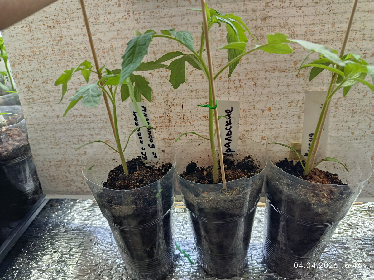 Всходы от посева 7 марта. Мои самые высокие индеты по состоянию на 4 апреля 2026 года. 13-15 см высота