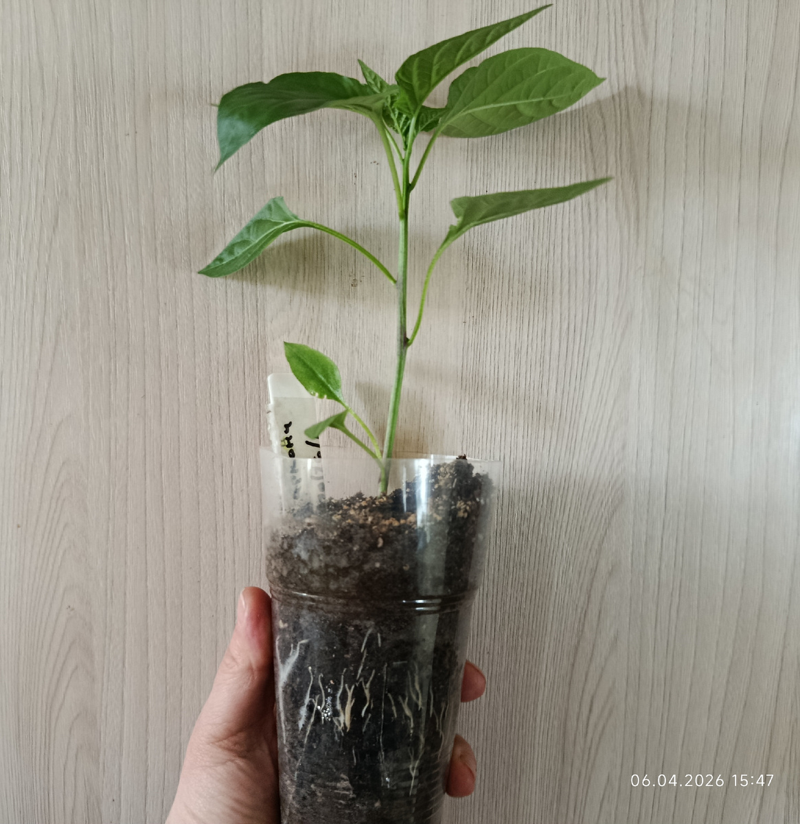 6 апреля. Возраст рассады 40-45 дней. Высота 12 см