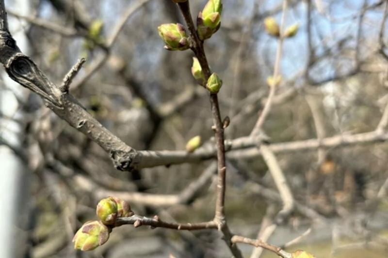    «Микрорайон 49-А,Б,В Парковый Челябинск» / «ВКонтакте». Распустившаяся верба в Челябинской области