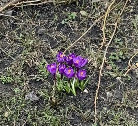 Мои крокусы