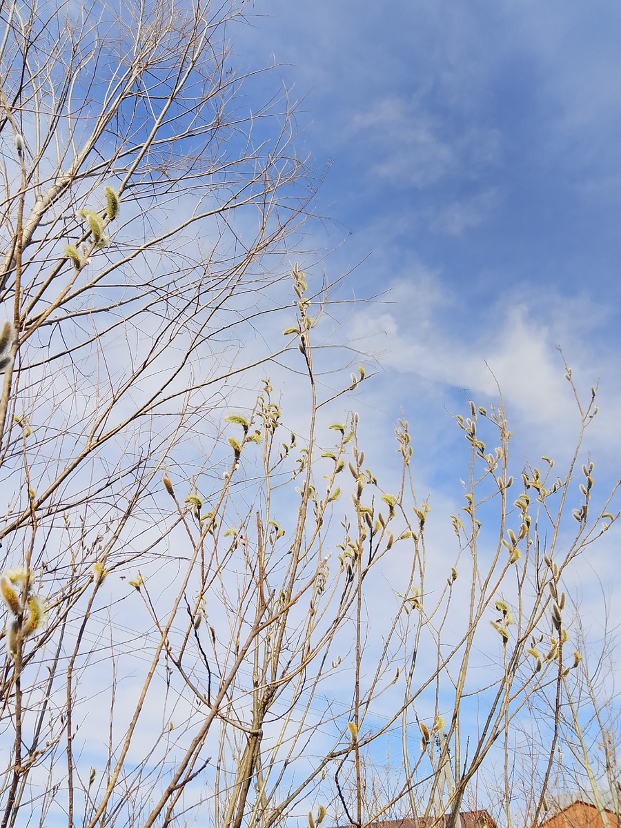 Фото личное. Весна.