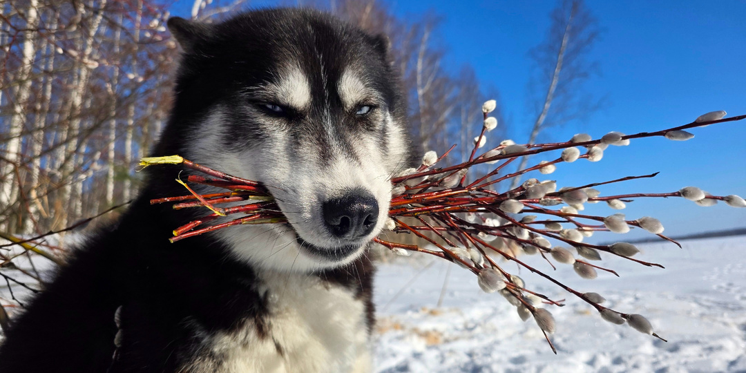 Вербные пёсики🤣