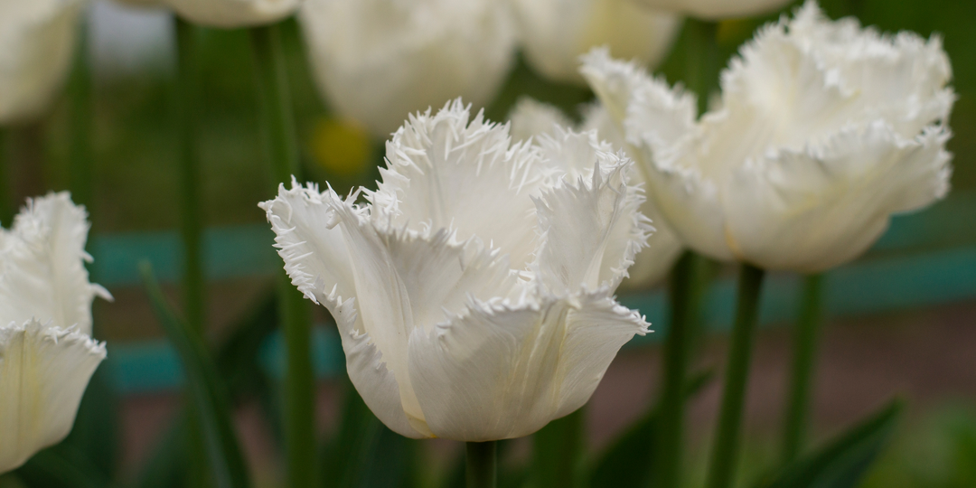 Бахромчатый тюльпан сорта Honeymoon (Ханимун). Фото из нашего сада.