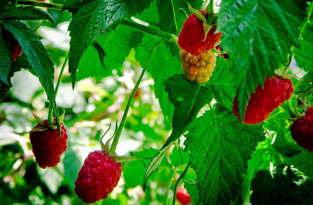 Фото Вячеслава Шишкоедова, из архива редакции