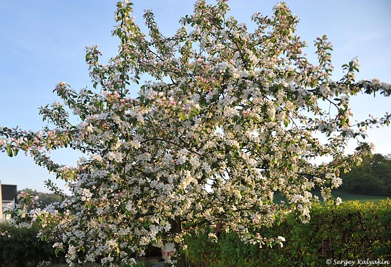 Яблоня Gorgeous