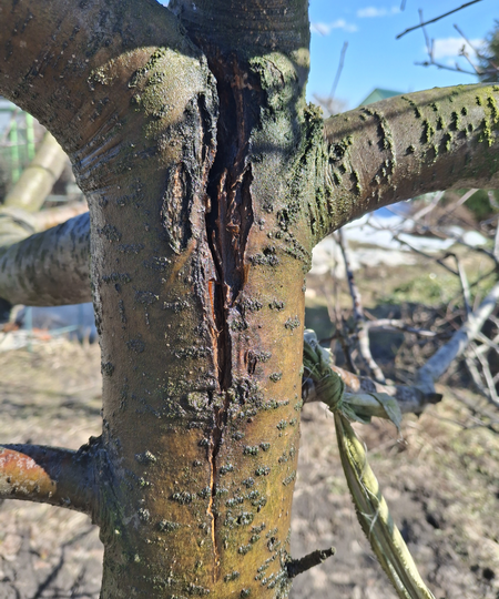 Еще одно последствие снегопадов. Расщепило яблоню. Что будем делать?