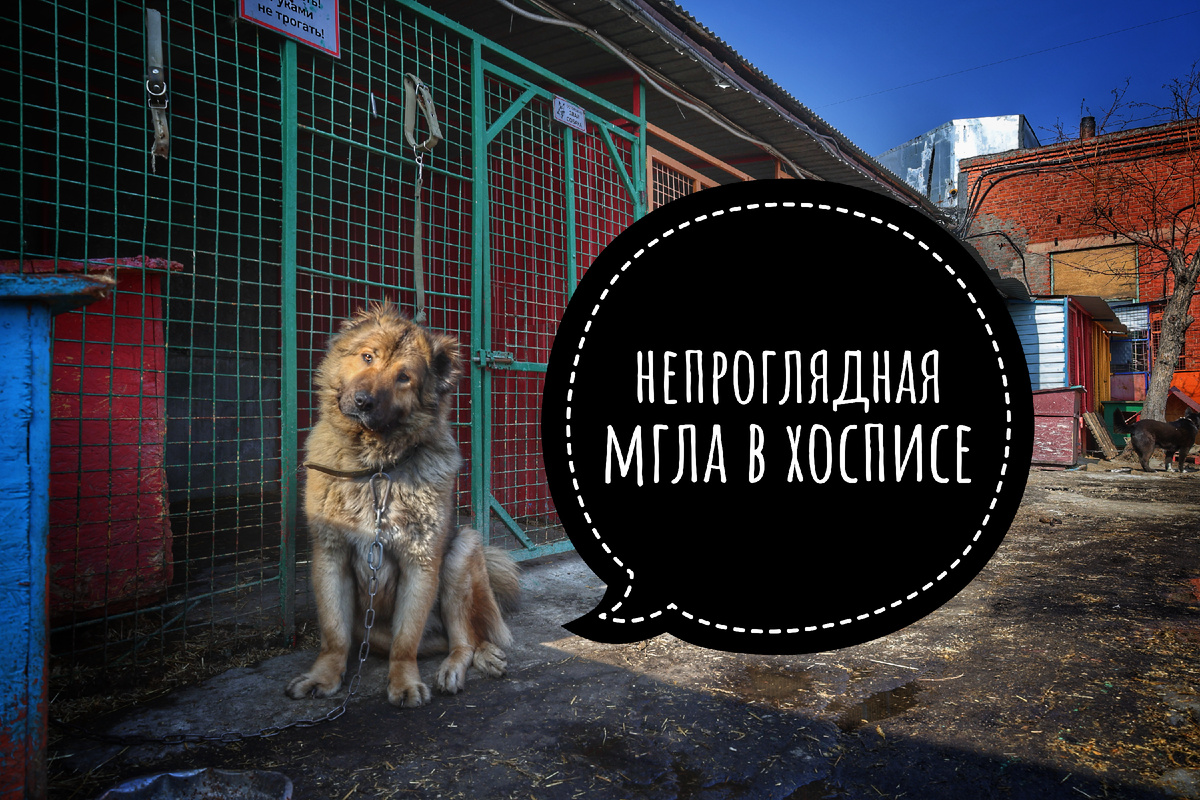 Как же все таки не потерять крышу над пушистыми головами?!