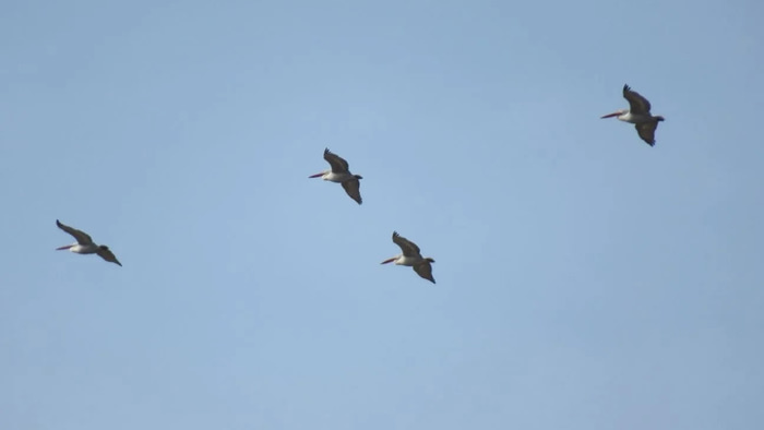    фото: https://vk.com/upr_zhivmir