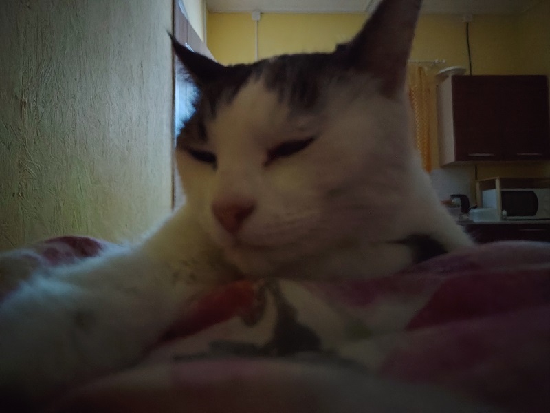 Фото автора. Кошка Бублик.