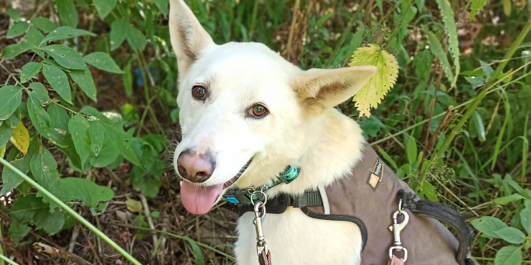 Волонтеры шесть лет верили, что благодаря своей красоте собака найдет дом быстрее