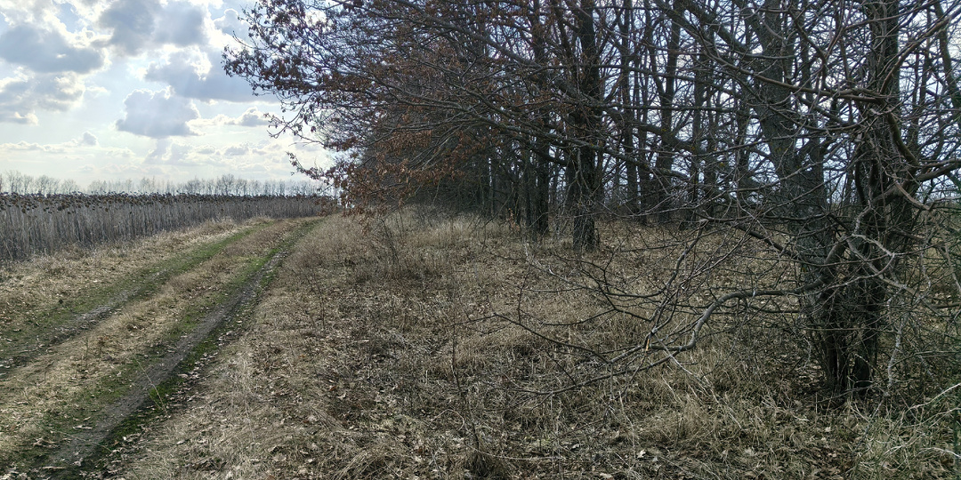 Открыл сезон копа. Лесопосадки не отпустили меня без интересных находок
